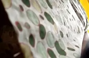 XXX الدهون ذوي البشرة تحميل فيديو سكسي مجاني الداكنة تعطي صديقته